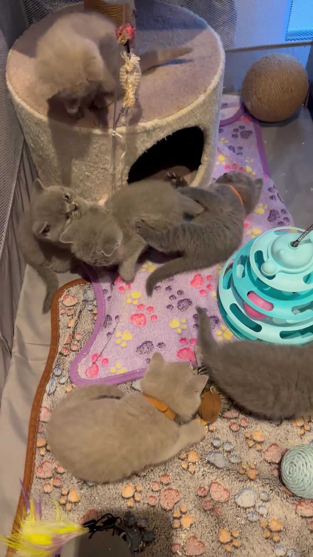 British Shorthair cats for sale: “Adorable kittens ready for loving homes - Video 1
