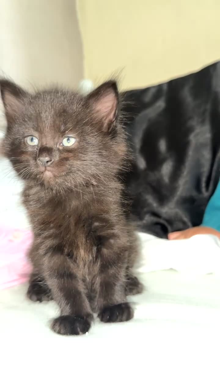 Mixed Breed cats for sale: 9 week old female kitten - Video 1