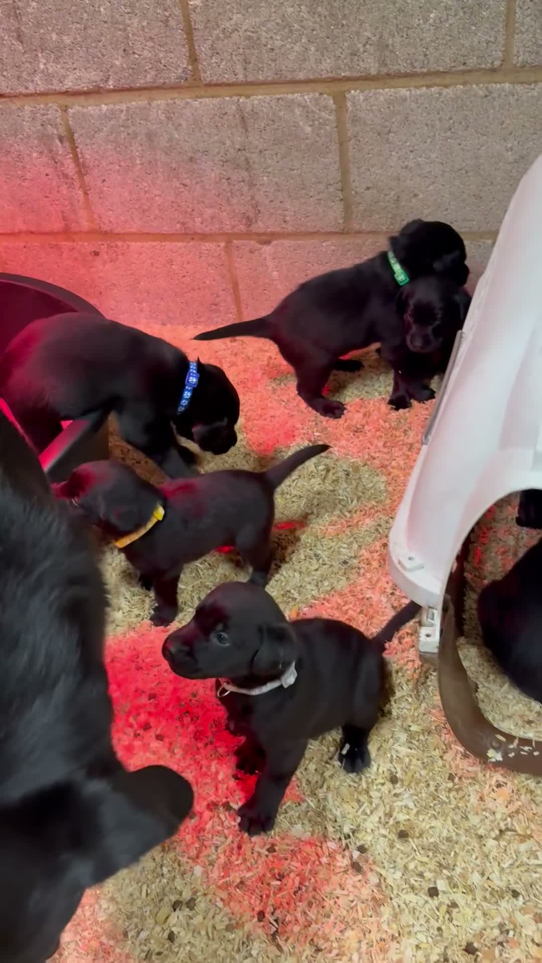 Labrador Retriever dogs for sale: The Loveliest Little Black Lab Boy  - Video 2