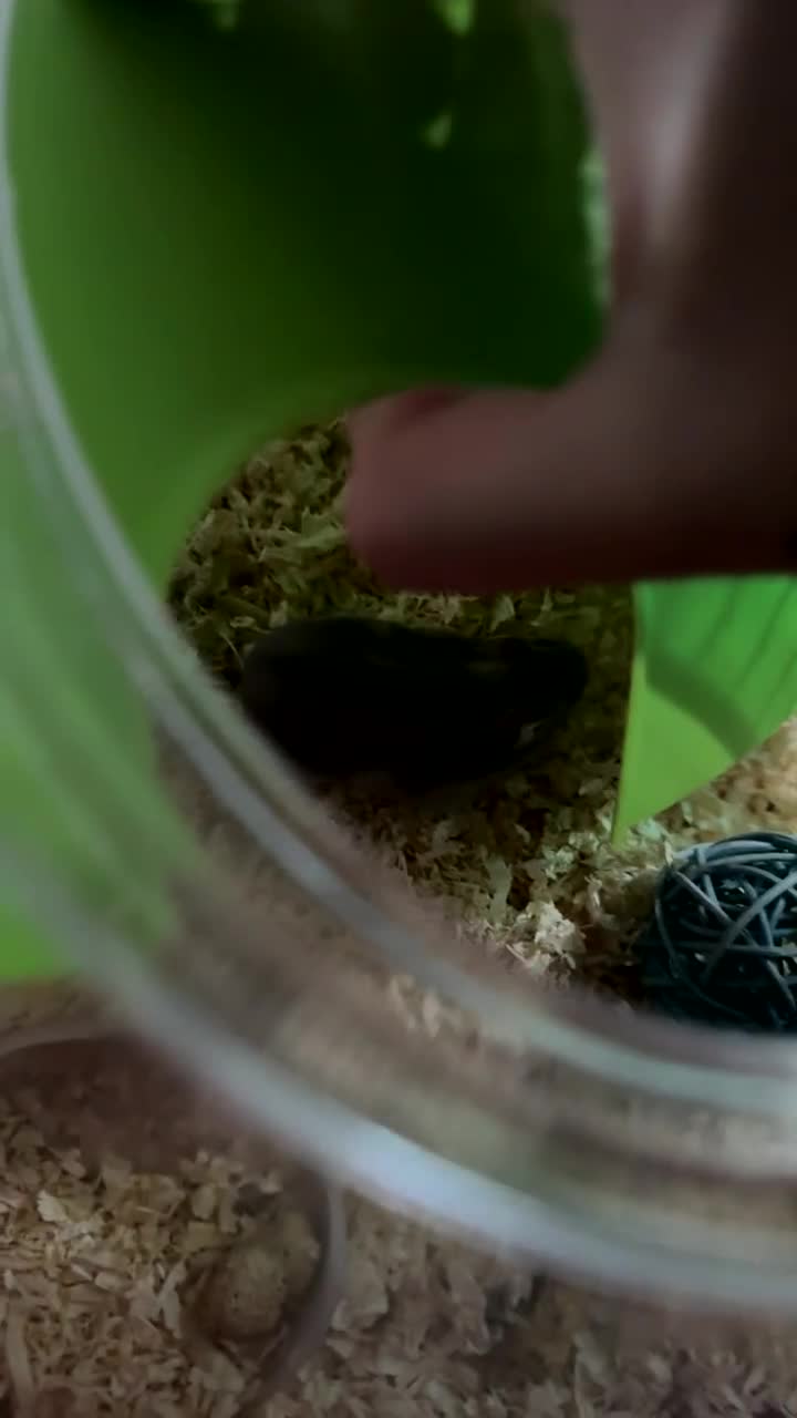 Hamster rodents for sale: Russian dwarf hamster - Video 1