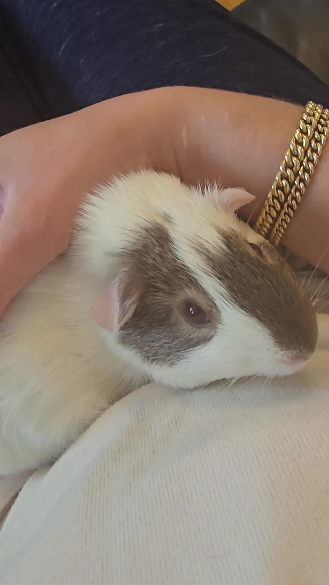 Guinea Pig rodents for sale: Neutered boy guinea pig - Video 1
