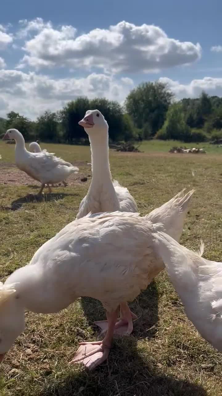Geese poultry for sale: Female Embden Geese  - Video 1