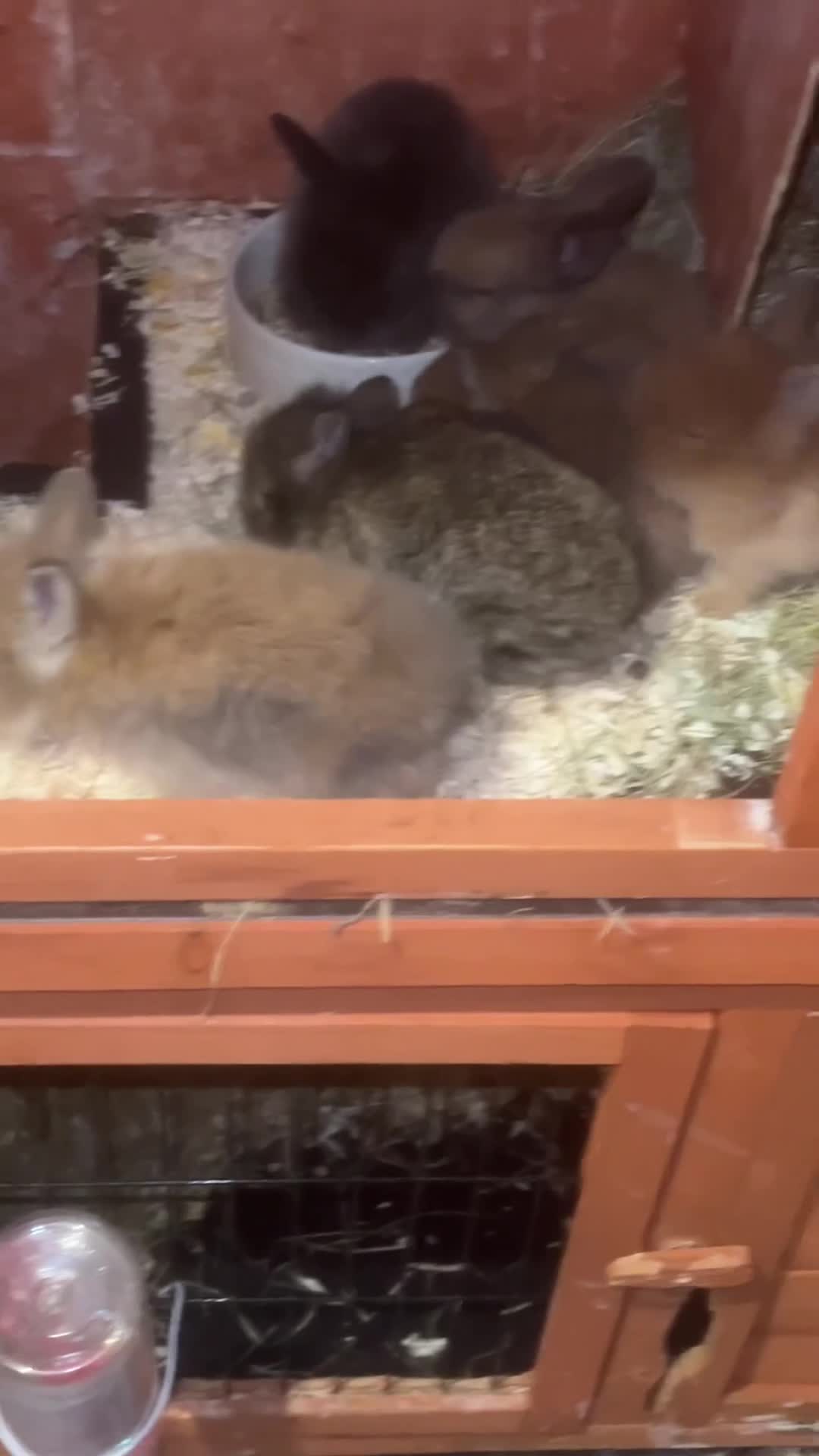 Mixed Breed rabbits for sale: Lop/cross lion head bunnies 2 for £30 - Video 2