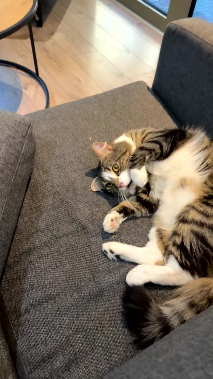 Mixed Breed cats for sale: Milo is looking for a new house in London - Video 1