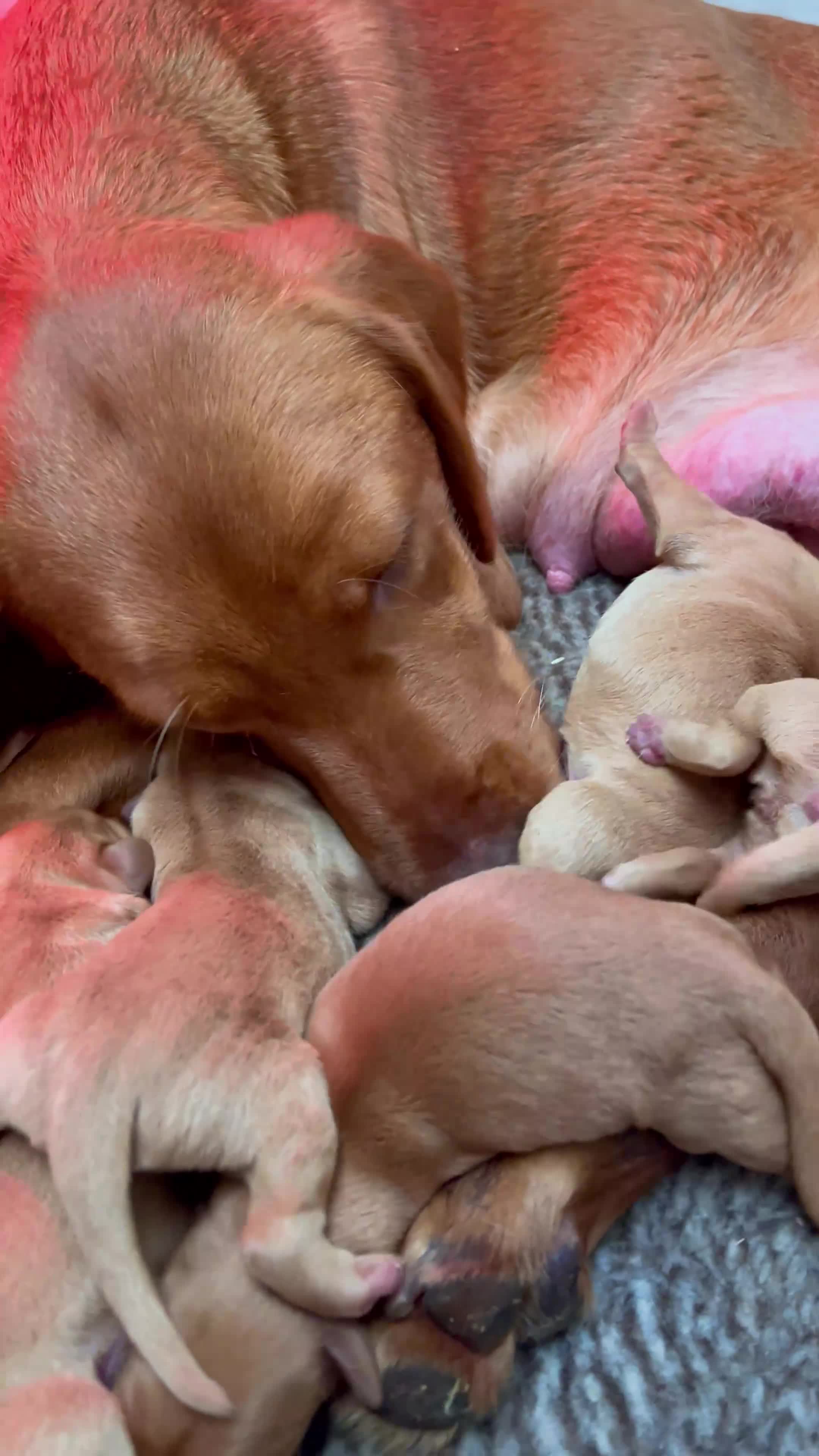 Labrador Retriever dogs for sale: KC Reg Fox Red Labrador Puppies Health Tested - Video 1