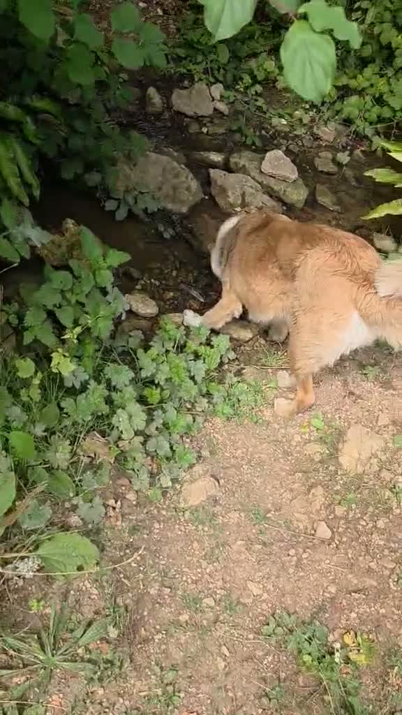 Mixed Breed dogs for adoption: Kyle - Beautiful Collie mix boy  - Video 3