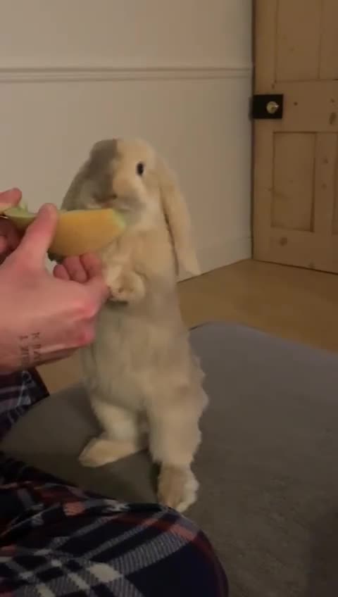 Mini Lop rabbits for sale: Male mini lop 5 months old - Video 1