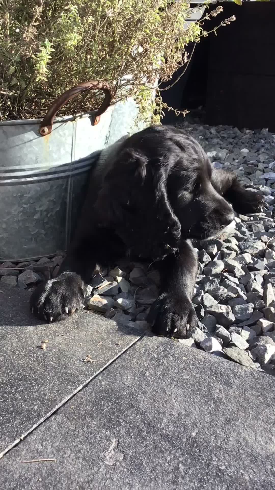 Cocker Spaniel dogs for sale: COCKER SPANIEL PUPPY.  - Video 1