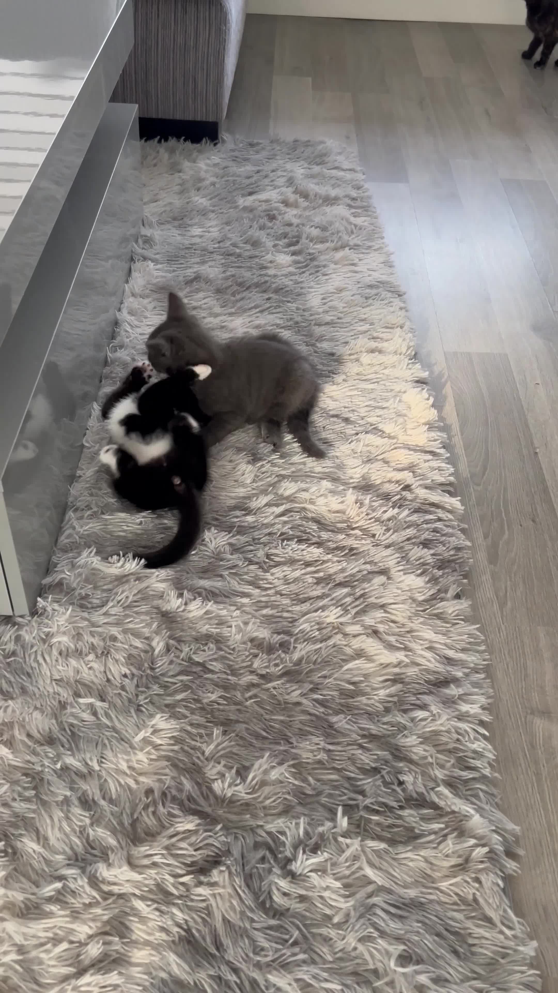 Mixed Breed cats for sale: 2 beautiful boys ready to be rehomed  - Video 2