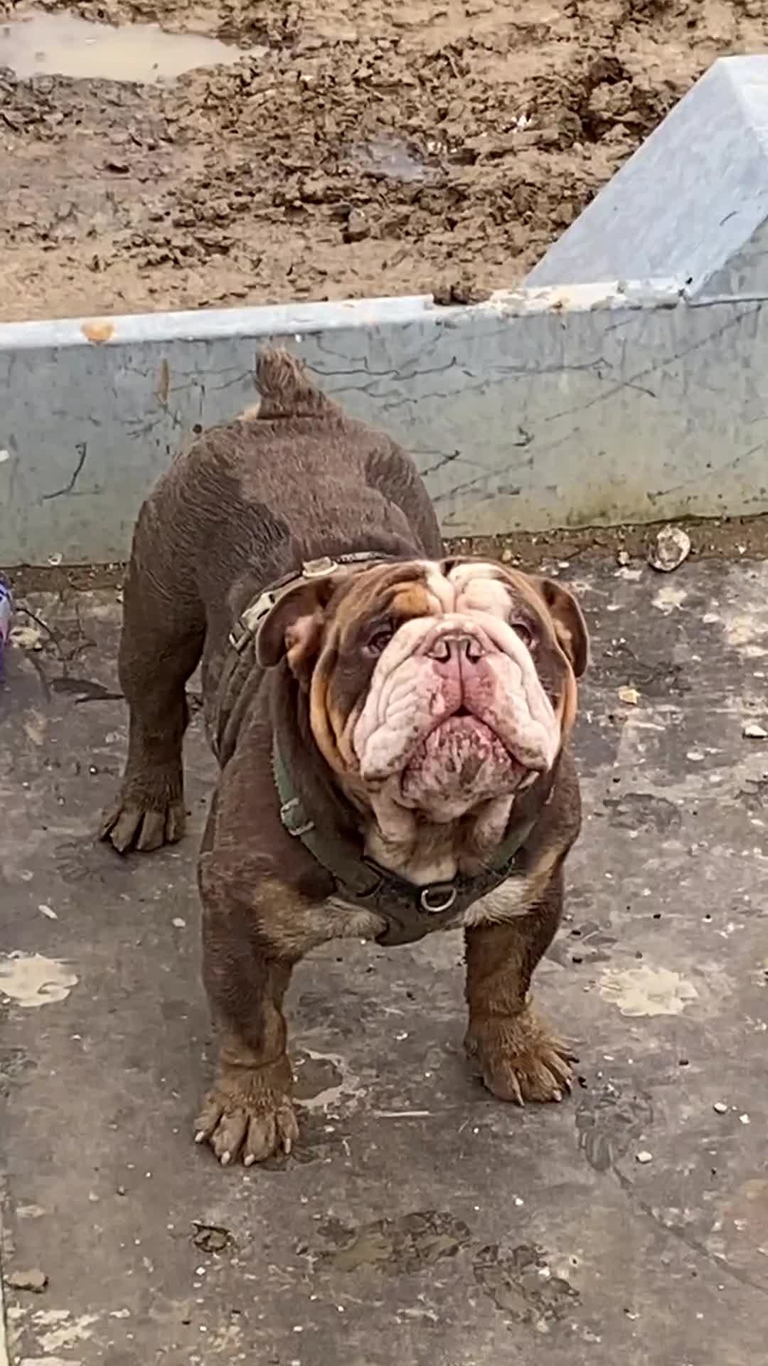 English Bulldog dogs for sale: Lovely British Bulldog - Adult Home only - Video 2