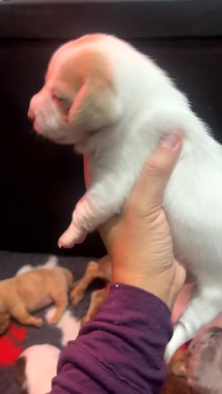 Mixed Breed dogs for sale: Adorable Dameranian puppy’s  - Video 3