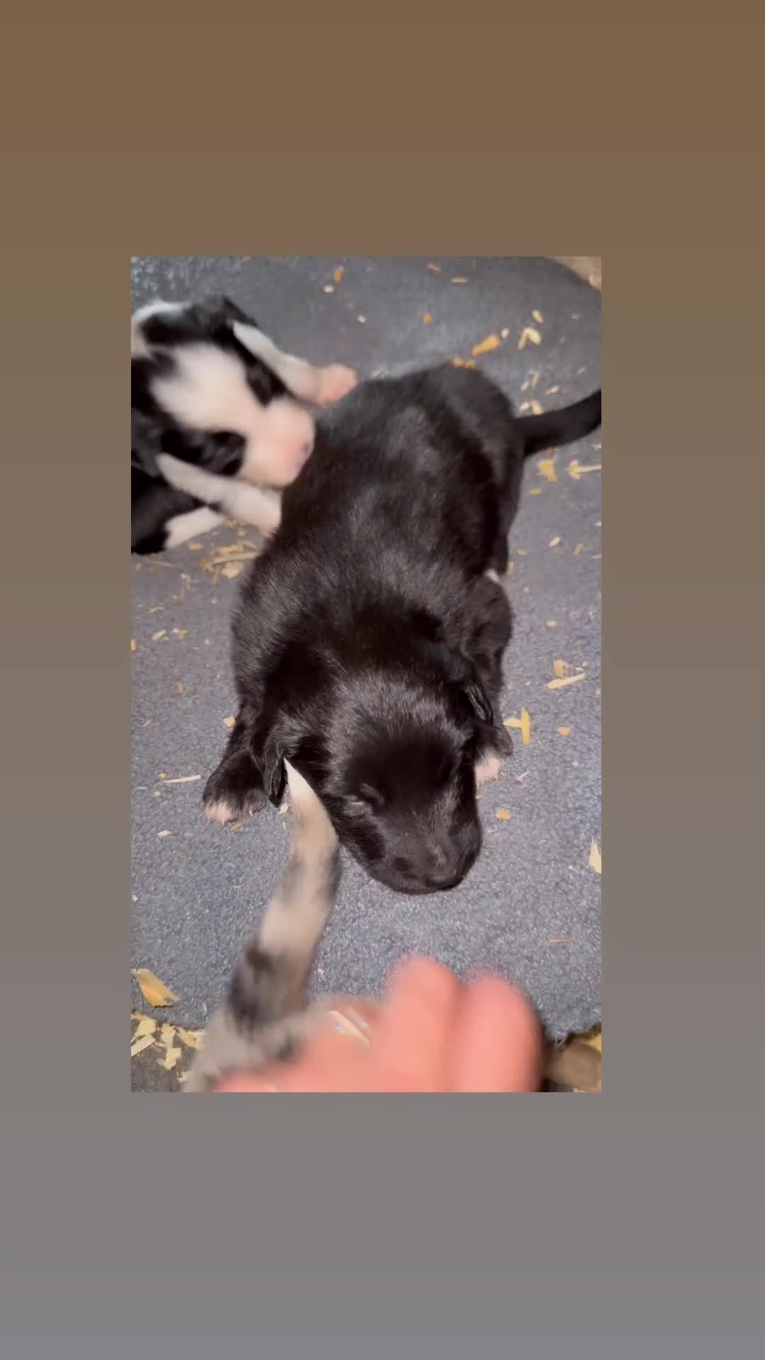 Border Collie dogs for sale: Collie dog  - Video 1