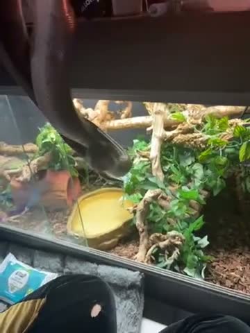 Snake reptiles for sale: Striped Male Ball Python in Nottingham - Video 1