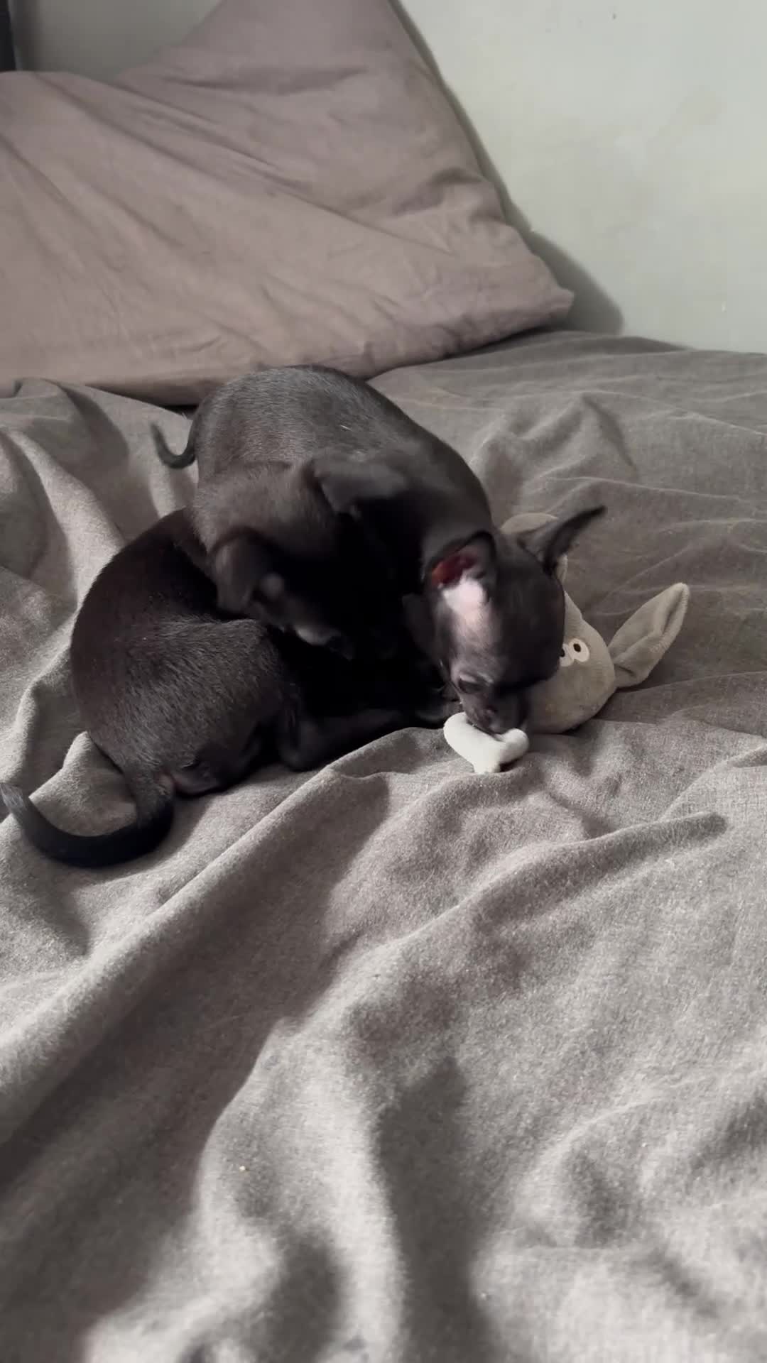 Russian Toy Terrier dogs for sale: Only male russian toy terrier puppy for sale - Video 1