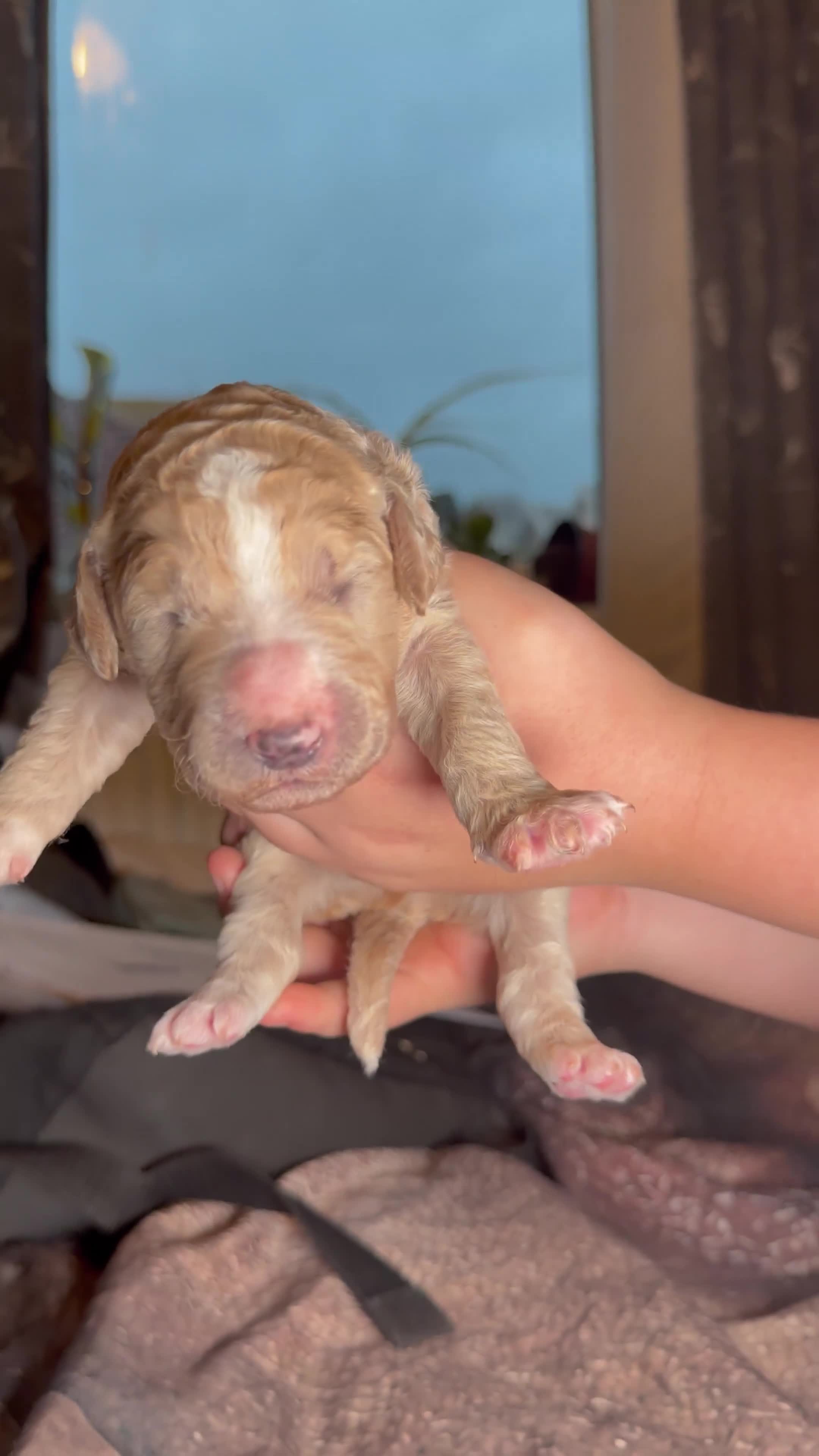 Goldendoodle dogs for sale: Beautiful Rainbow Litter of Goldendoodles - Video 3