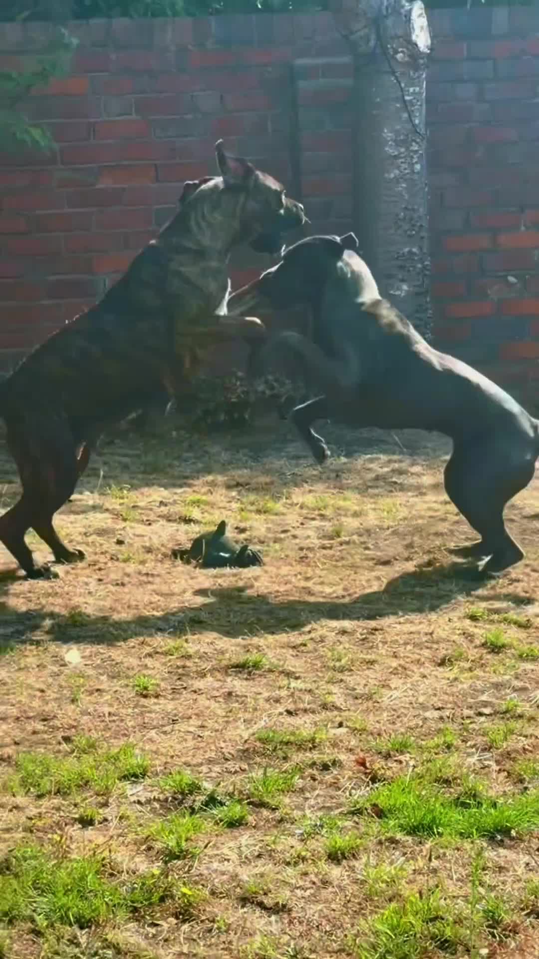Cane Corso dogs for sale: Ready next week‼️ 2 Exceptional girls  - Video 4