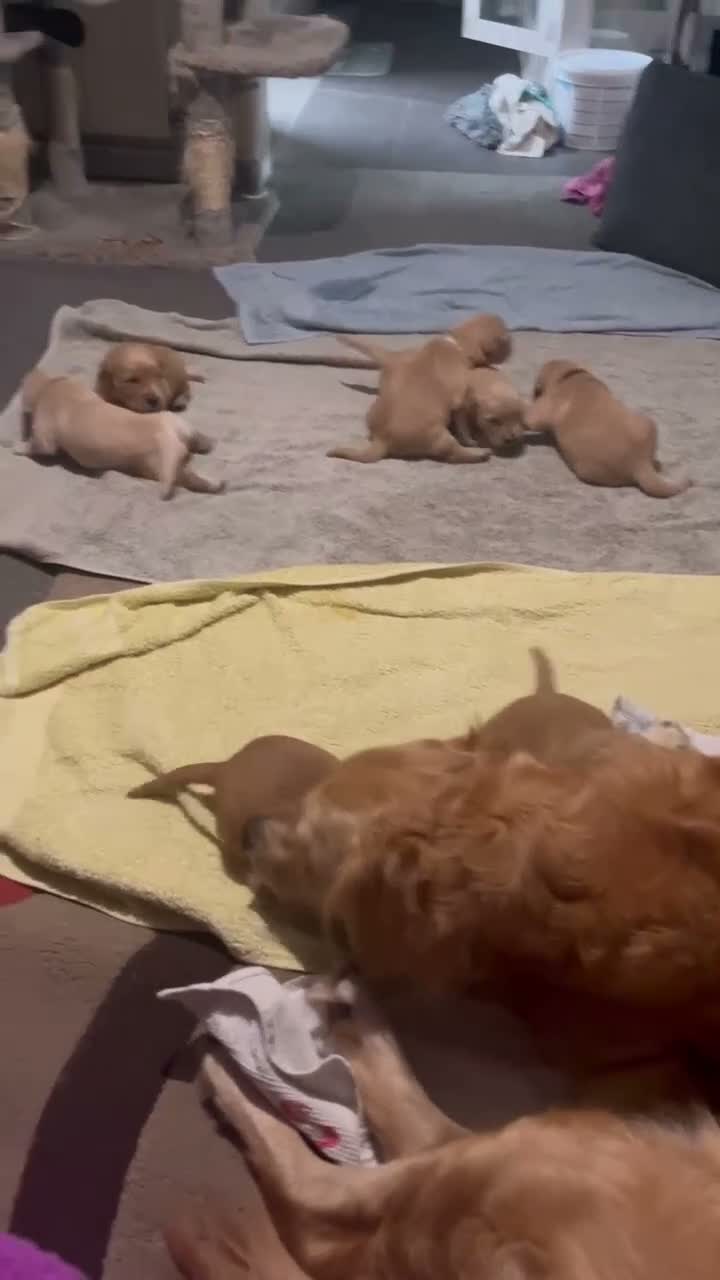 Golden Retriever dogs for sale: 🐾 Gorgeous pedigree Golden Retriever Puppies - Video 1