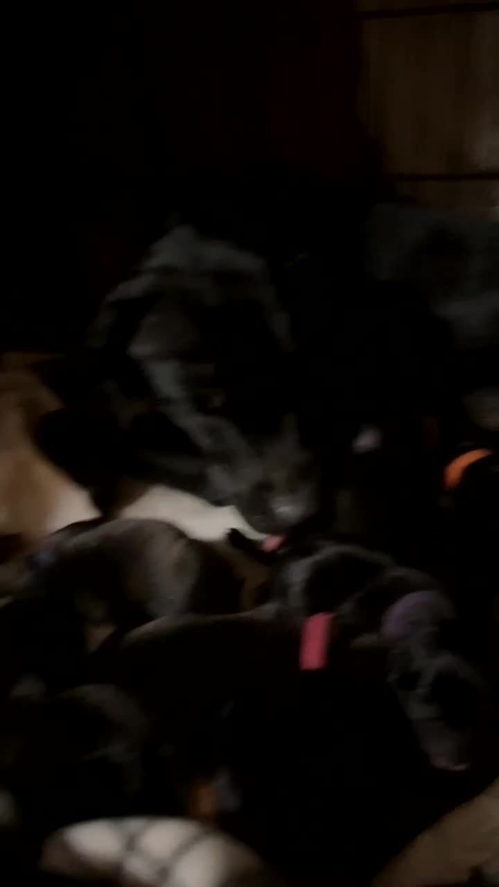 Mixed Breed dogs for sale: Staff x Labrador x jack russel  in Warrington - Video 2