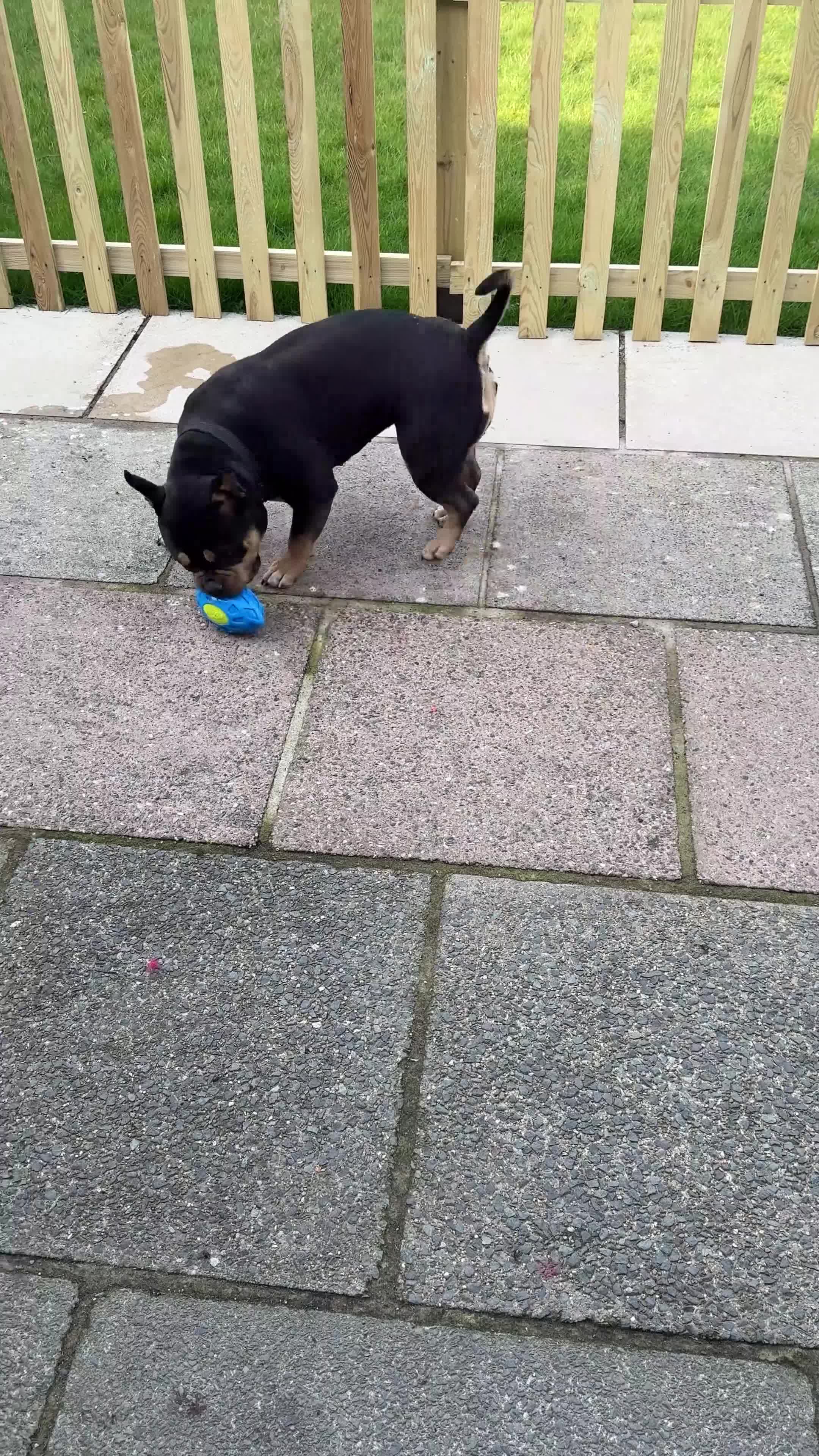 American Bully dogs for sale: Abkc Reg Female American Pocket Bully - Video 2