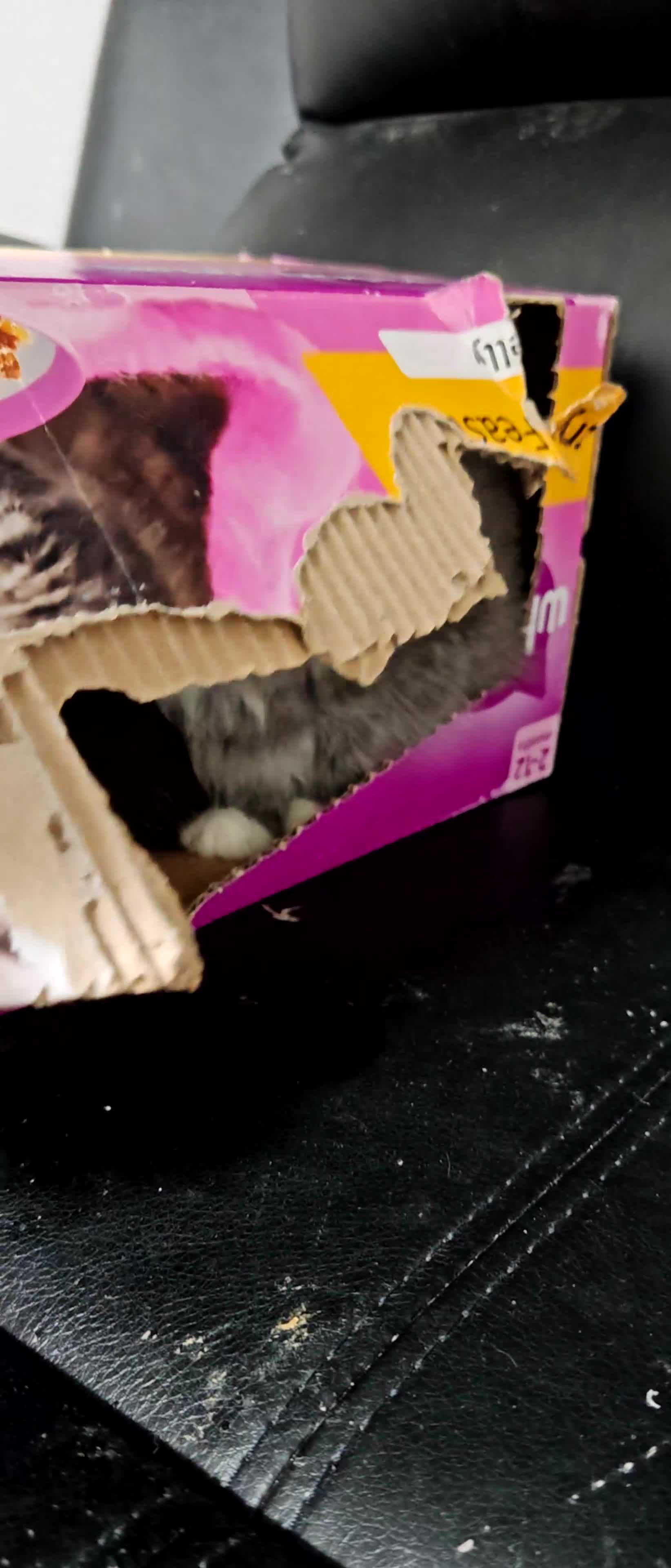 Mixed Breed cats for sale: Adorable Fluffy Persian Cross Kittens–🐱✨  - Video 1