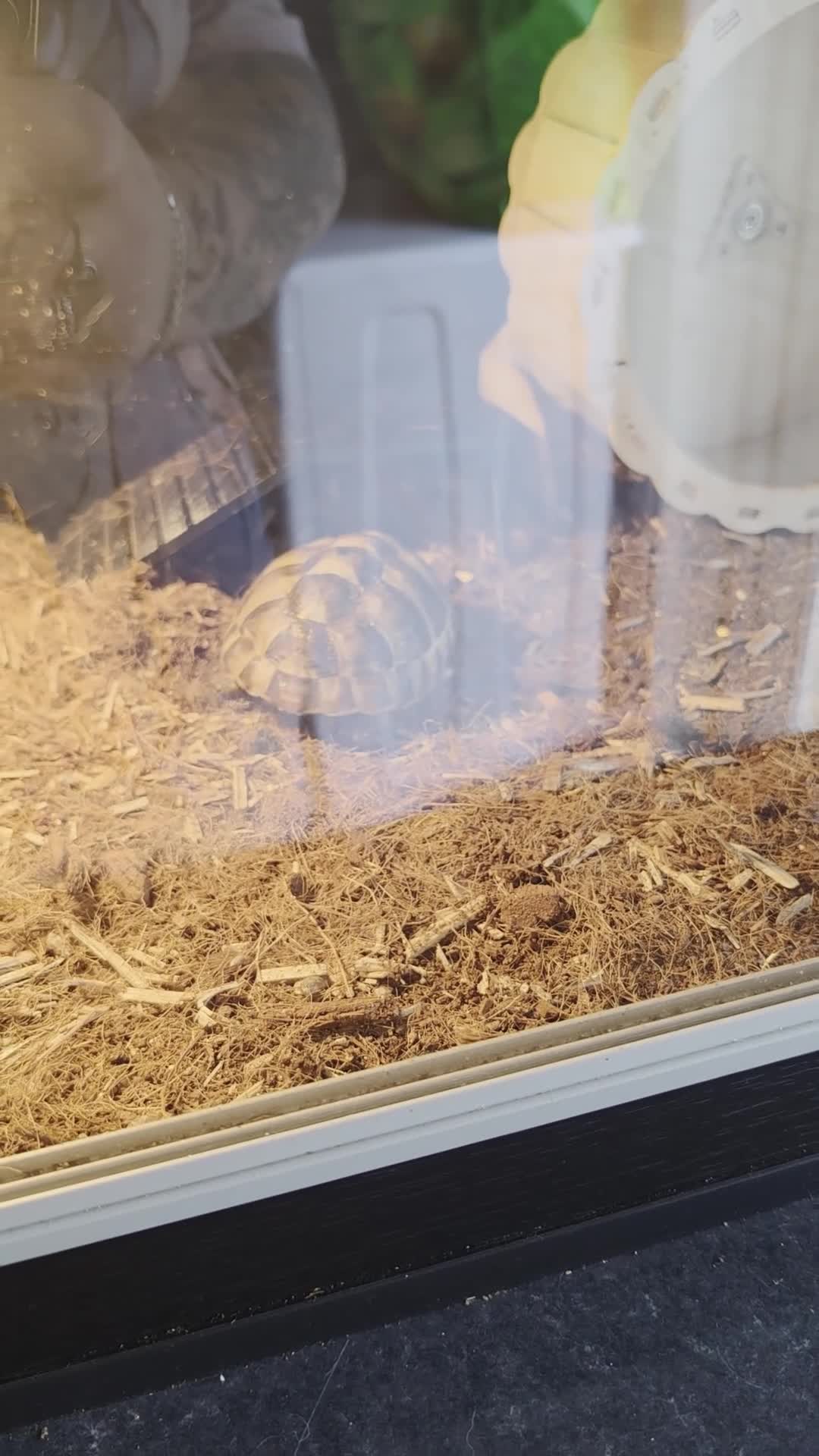 Tortoise reptiles for sale: Spur thighed Greek tortoise in Cwmbran - Video 1