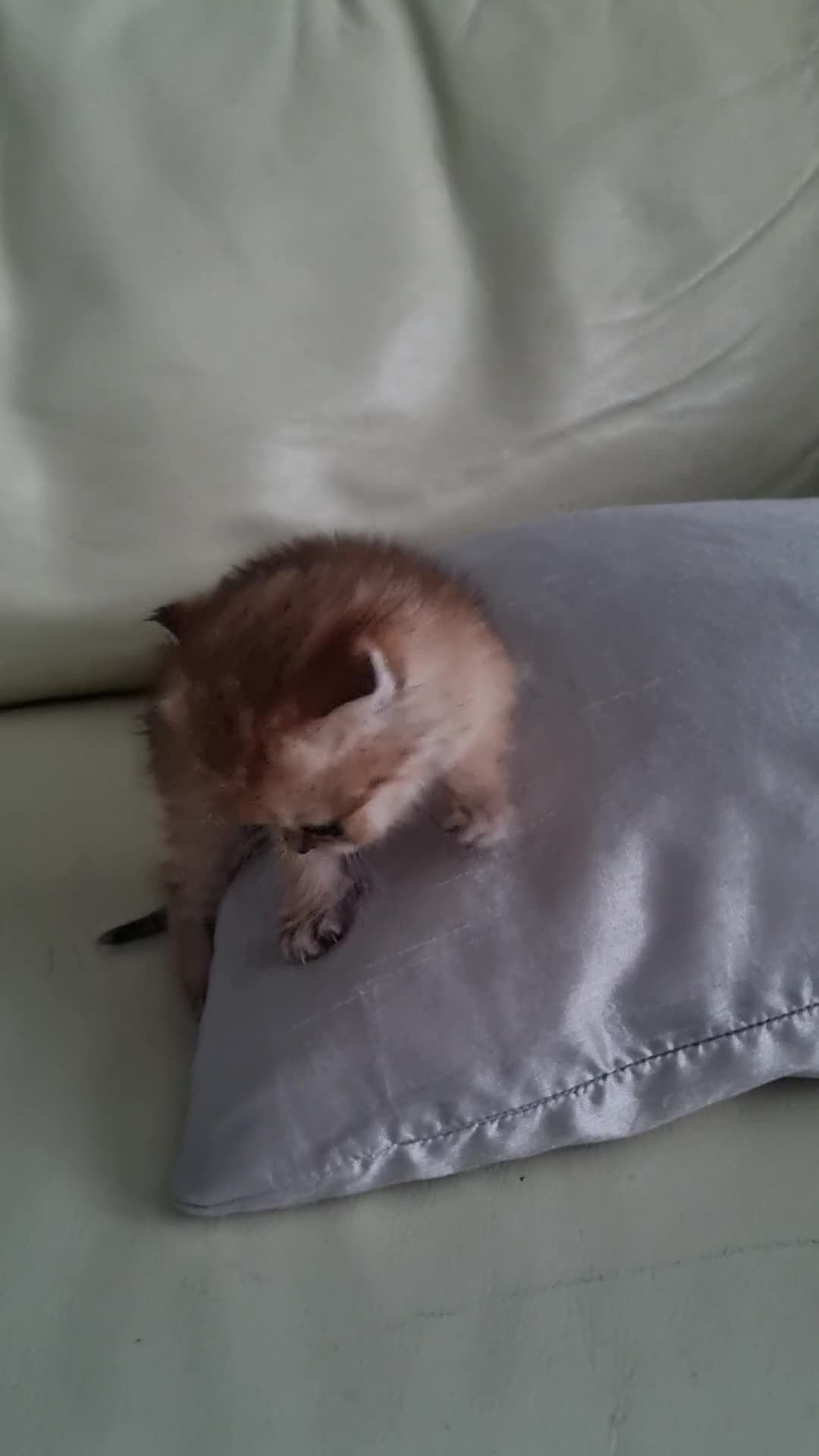 Scottish Fold cats for sale: SCOTTISH FOLD KITTEN - Video 1