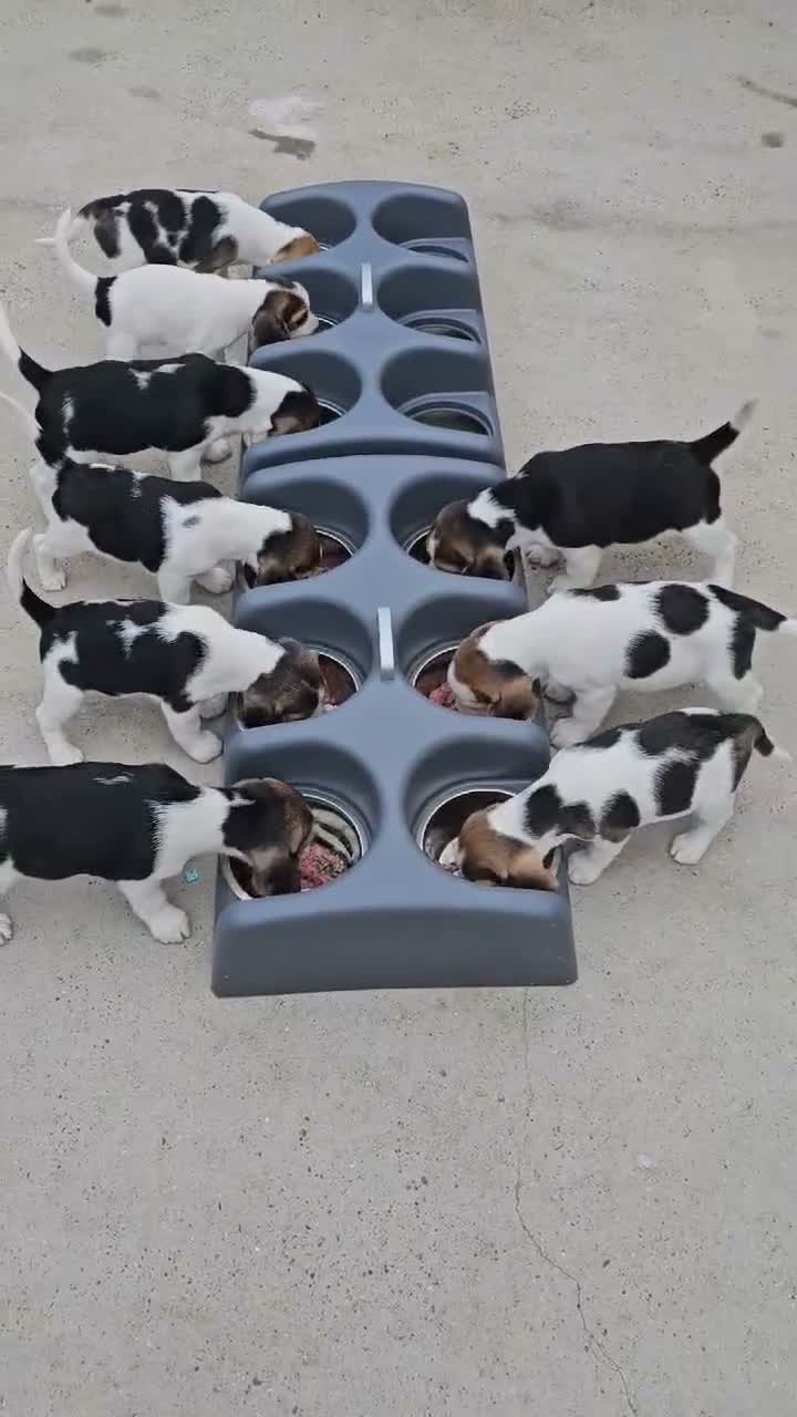 Beagle dogs for sale: Stunning Litter of KC Registered Beagle Pups  in Thirsk - Video 2