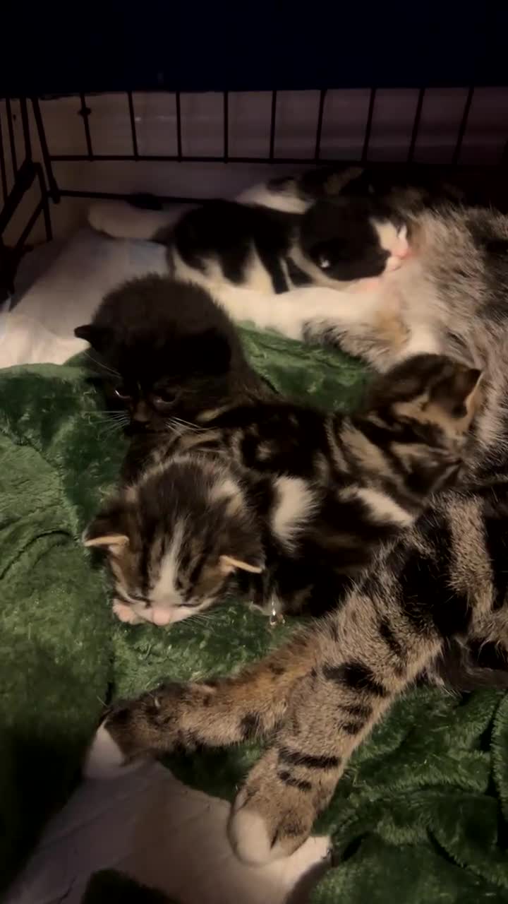 Mixed Breed cats for sale: Two male kittens available  in Cannock - Video 1