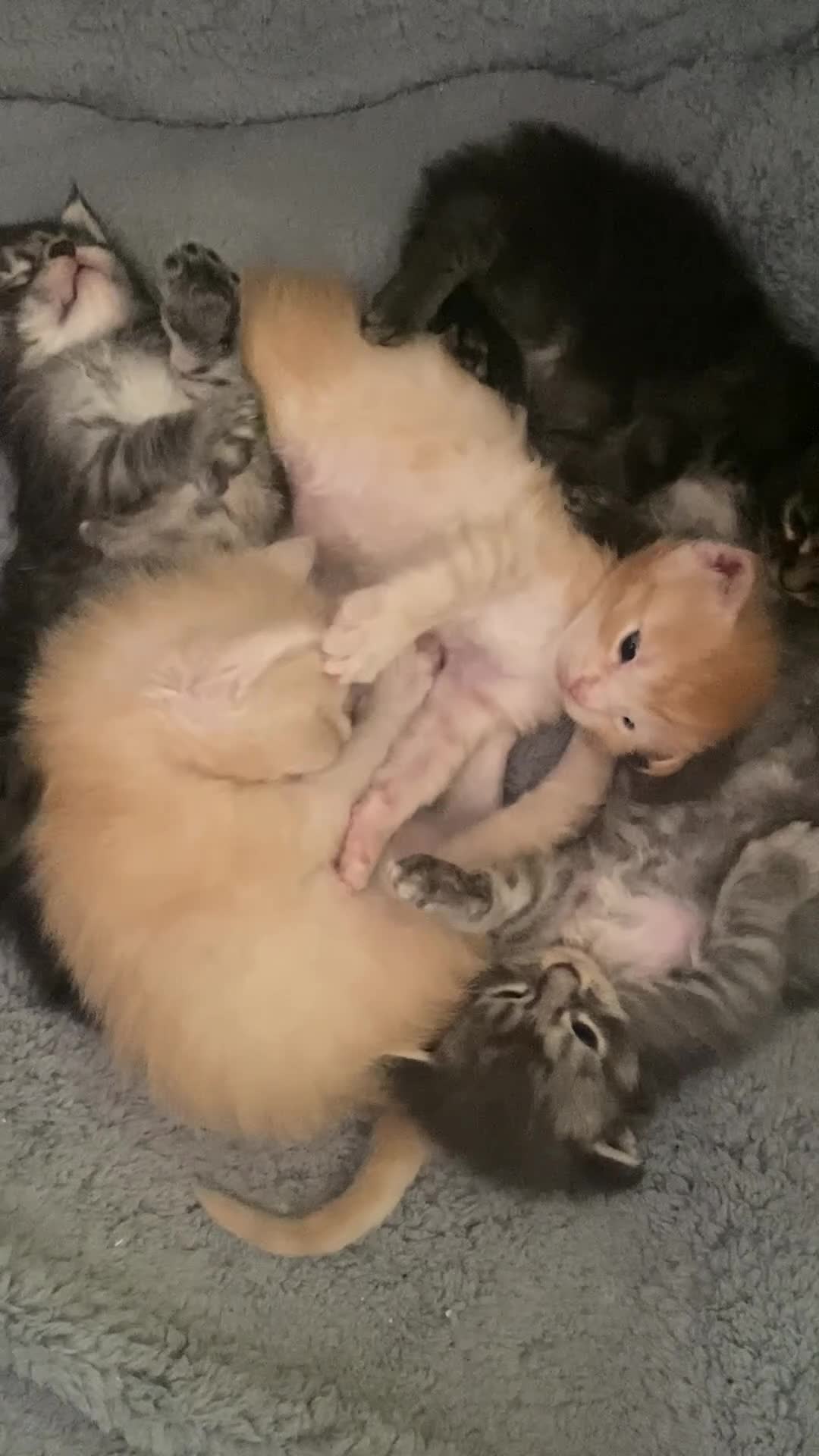 Maine Coon cats for sale: Monarch Maine coons kittens - Video 1