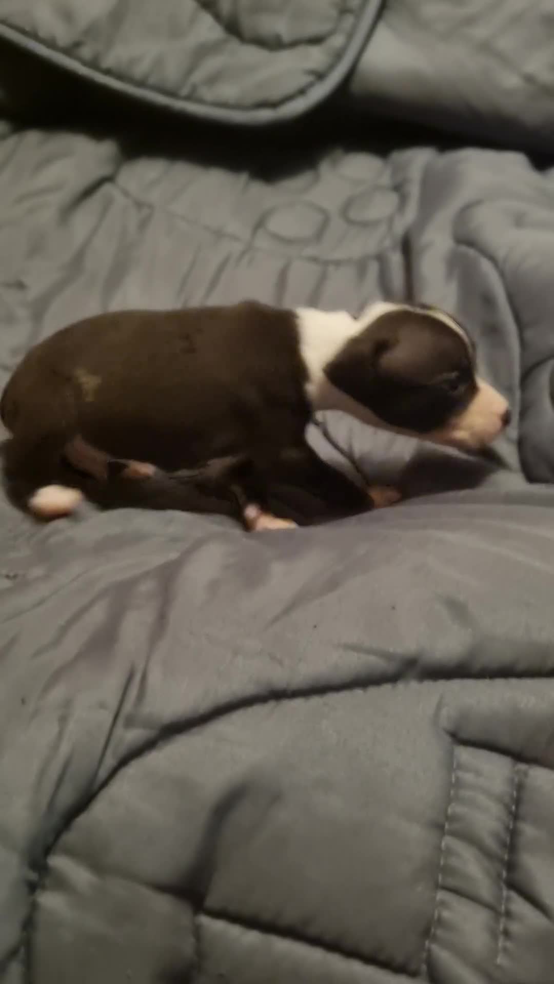 American Bull Staffy dogs for sale: American bull Staffy puppies in Chatham - Video 1