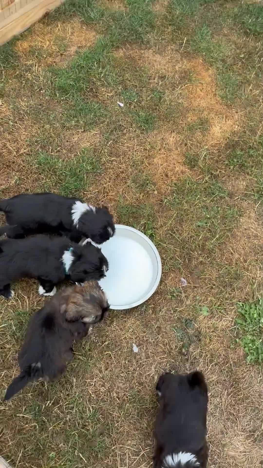 Shih Tzu dogs for sale: Stunning Shih Tzu  in Norwich - Video 2