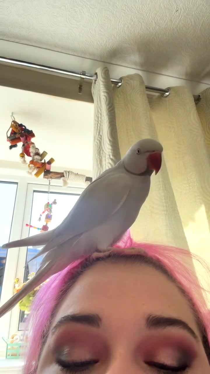 Ringnecks birds for sale: Albino Indian Ringneck  - Video 3