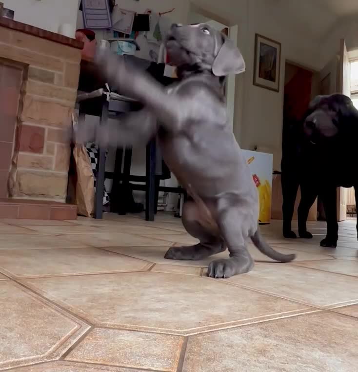 Cane Corso dogs for sale: Ready now last female cane corso  - Video 1