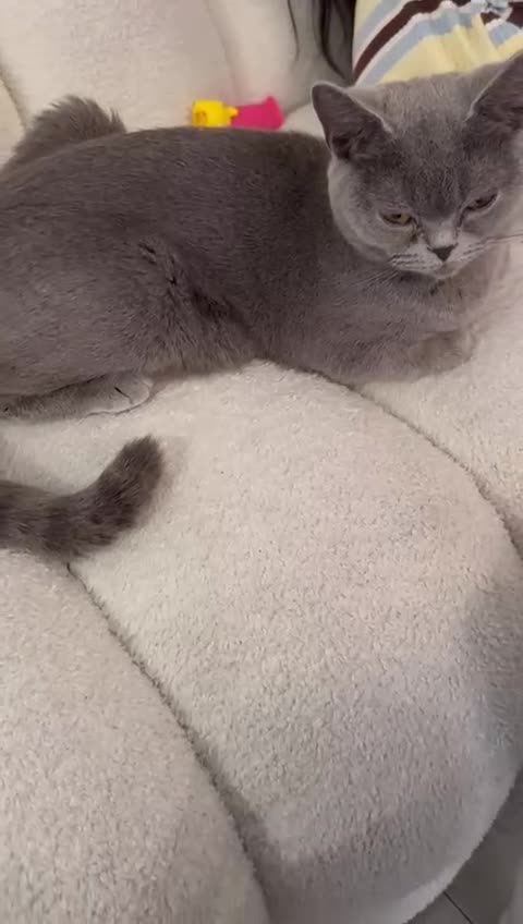 British Shorthair cats for sale: Beautiful British shorthair kittens - Video 2
