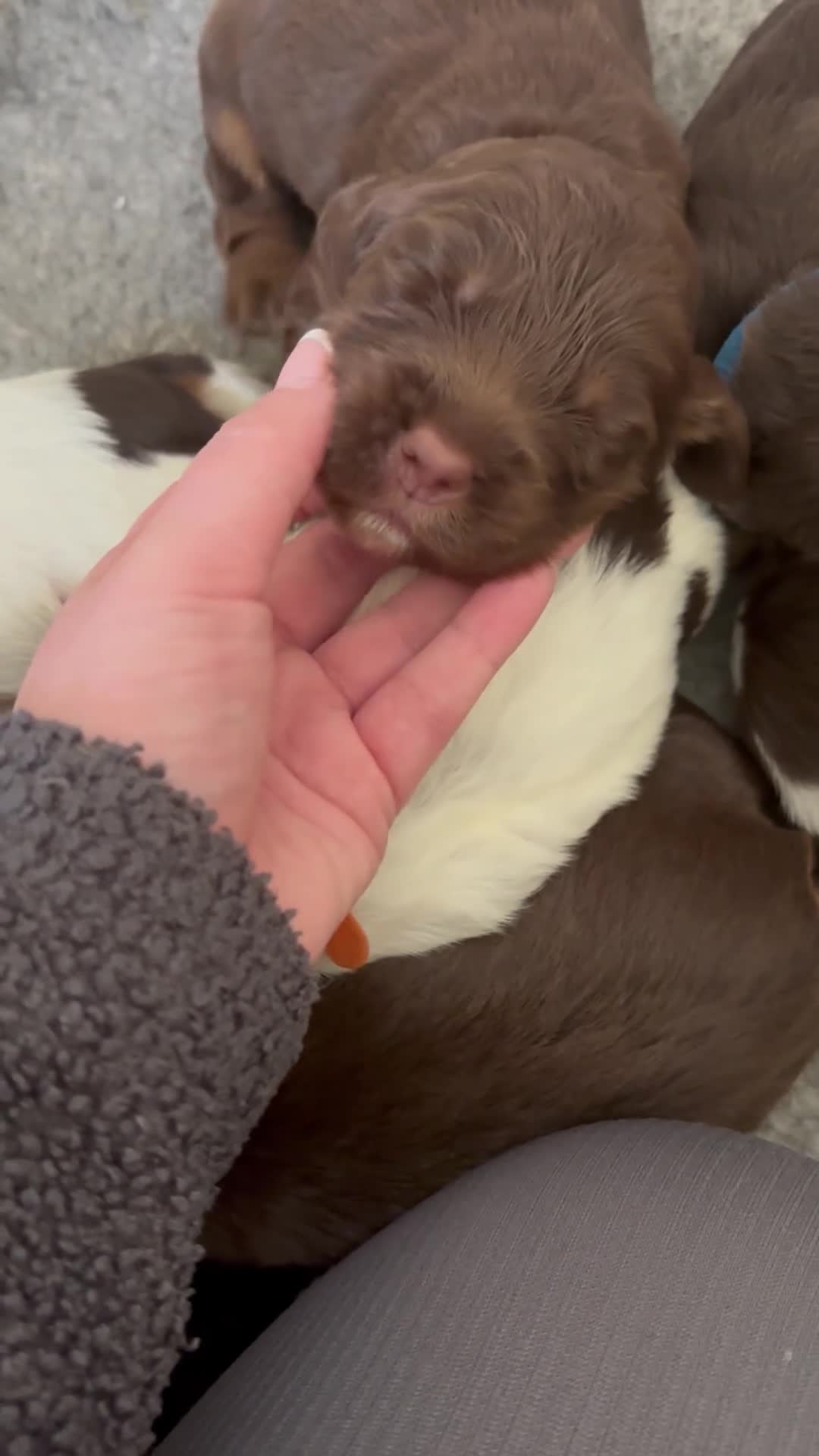 Sprocker dogs for sale: 7 Beautiful Sprocker Spaniel Puppies - Video 1