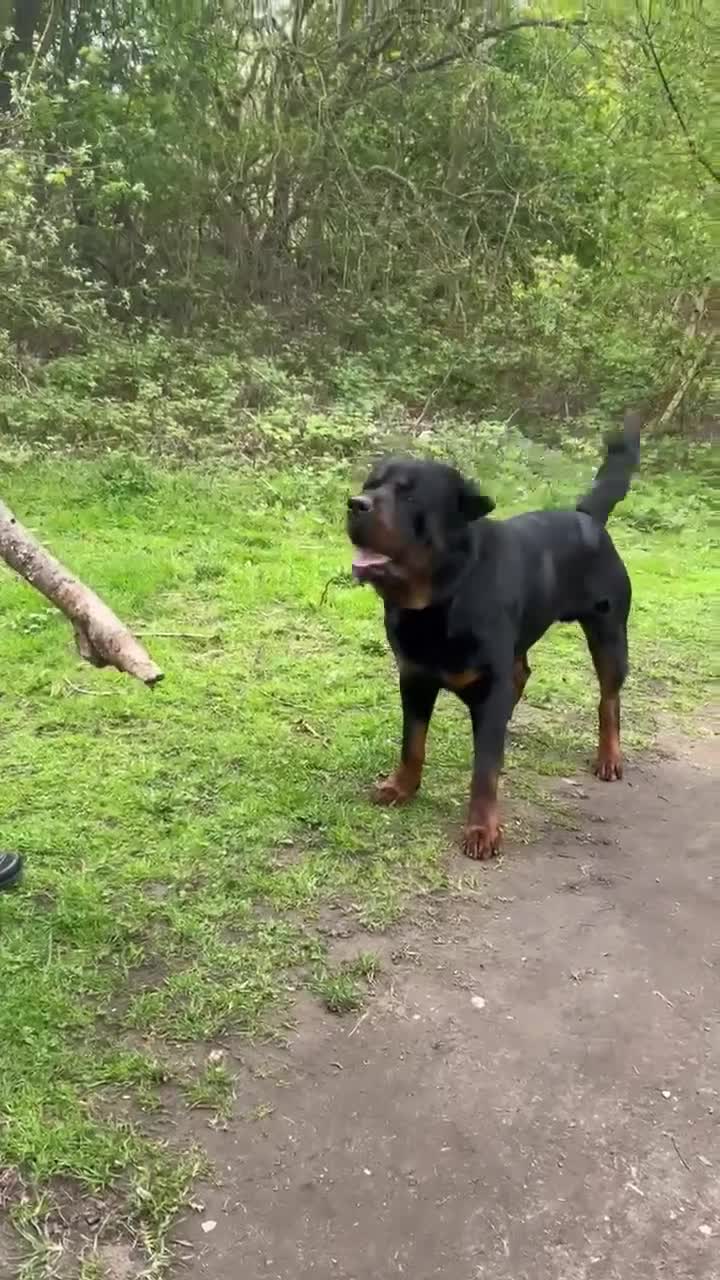 Rottweiler dogs for sale: Adorable Rottweiler puppies 🐶  - Video 1