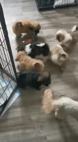 Shih Tzu dogs for stud: KC Registered stud  in Cullompton - Video 1