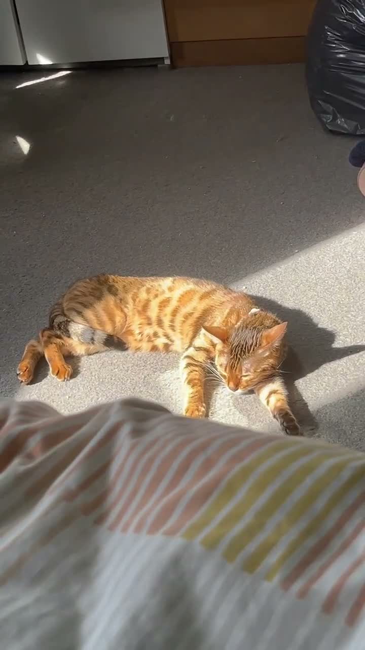 Bengal cats for sale: Cuddly female Bengal in need of home - Video 1