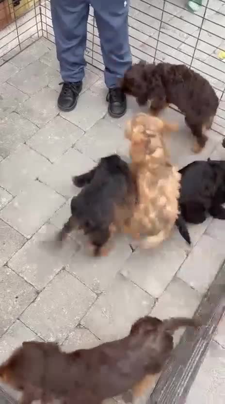 Cockapoo dogs for sale: Cockapoo  - Video 1
