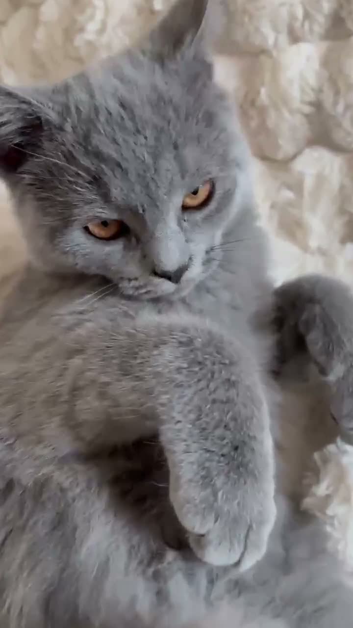 British Shorthair cats for sale: Gorgeous British Shorthair female kitten - Video 1