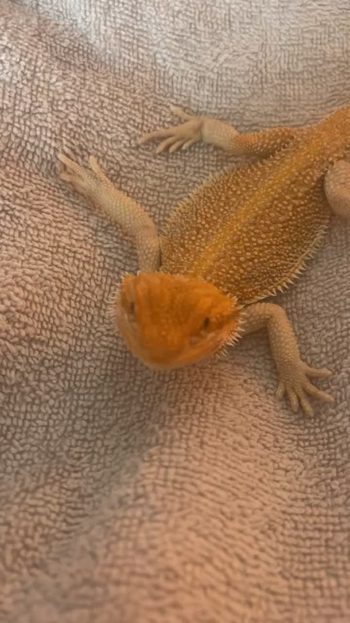 Bearded Dragon reptiles for sale: Boy bearded dragon for sale  - Video 3