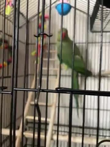 Ringnecks birds for sale: Green Indian ringneck in Bradford - Video 1