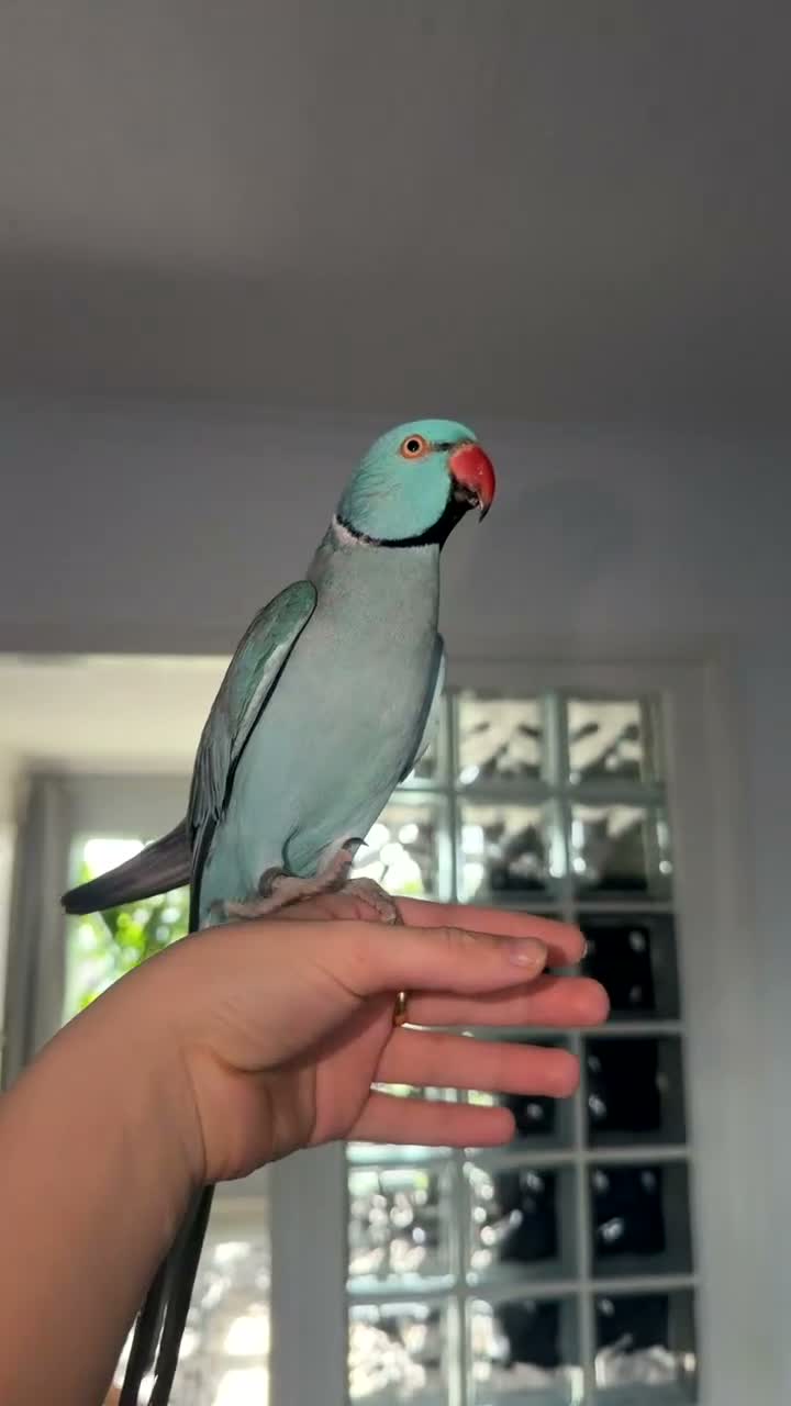 Ringnecks birds for sale: Ringneck Friendly  for sale in Heckmondwike - Video 2
