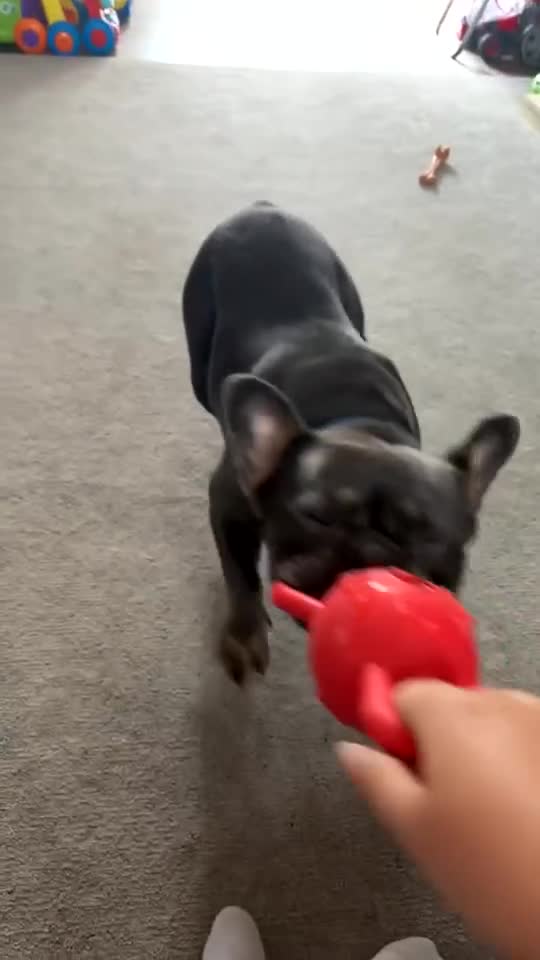 French Bulldog dogs for sale: Navy  - Video 1