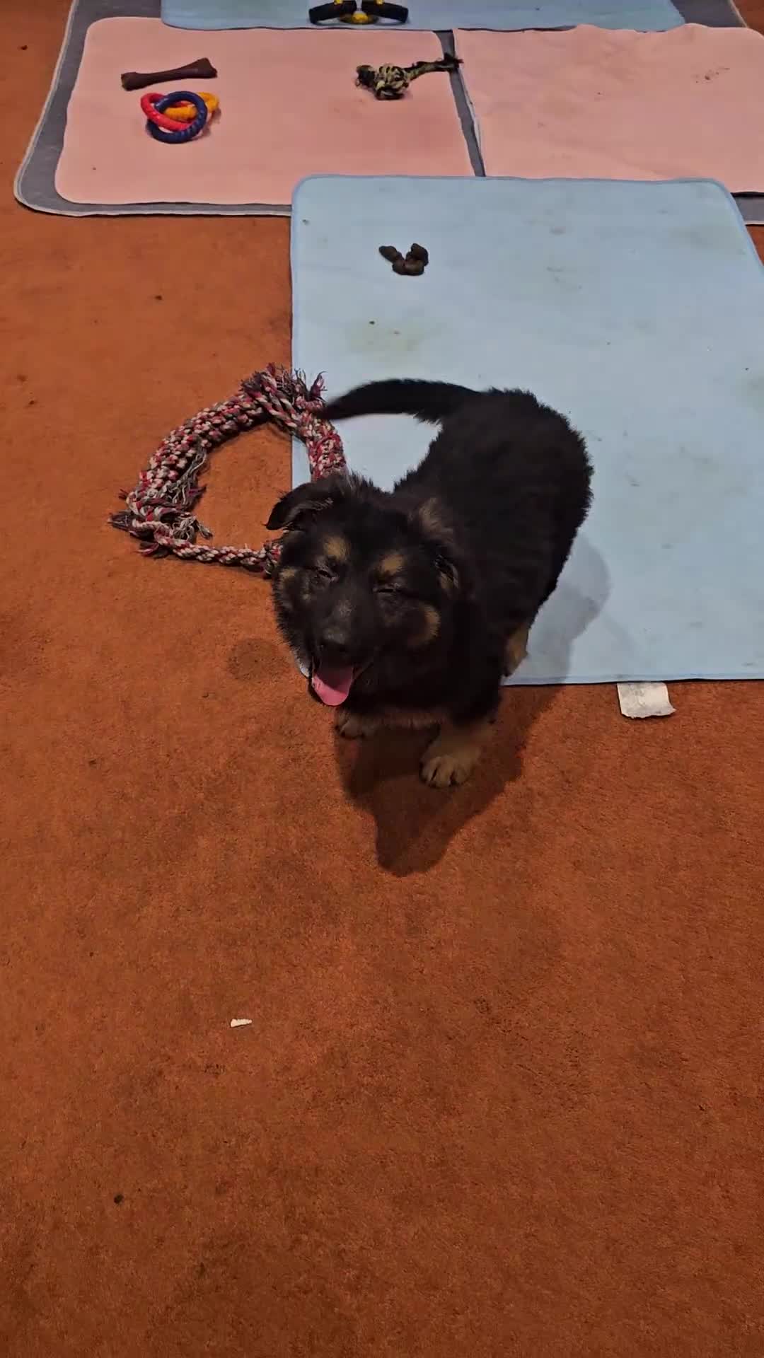 German Shepherd dogs for sale: German Sheperd long hair striaght back - Video 4