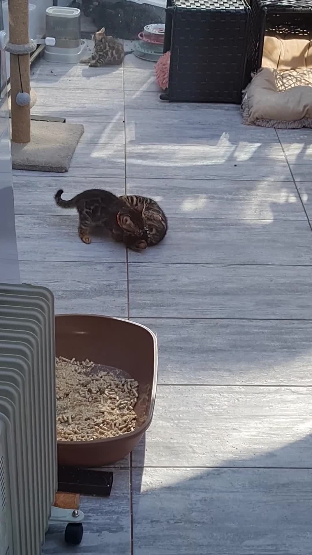 Bengal cats for sale: ❤️ Stunning Pure Bengal Kittens ❤️ - Video 1