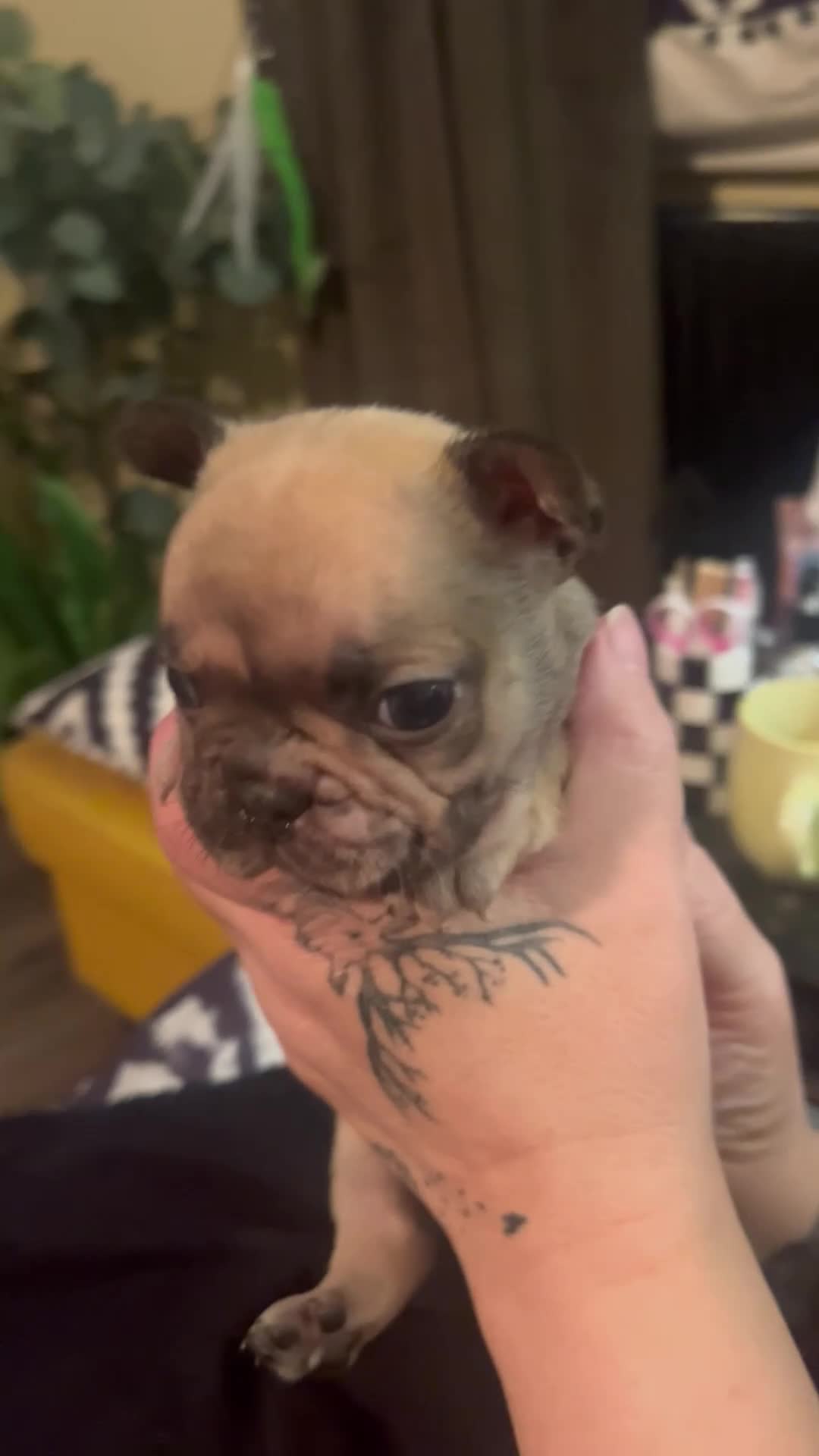 Mixed Breed dogs for sale: Adorable Frenchton Puppies! 🐾 in Daventry - Video 3