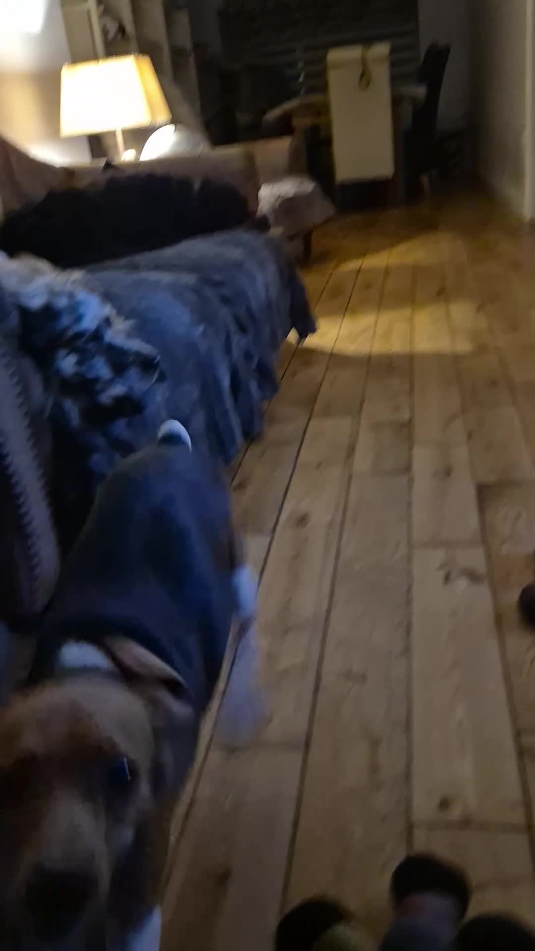 Beagle dogs for adoption: Masha - Video 1