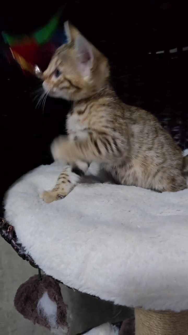 Bengal cats for sale: Ready from middle May🔥 TICA boy and girl left - Video 1