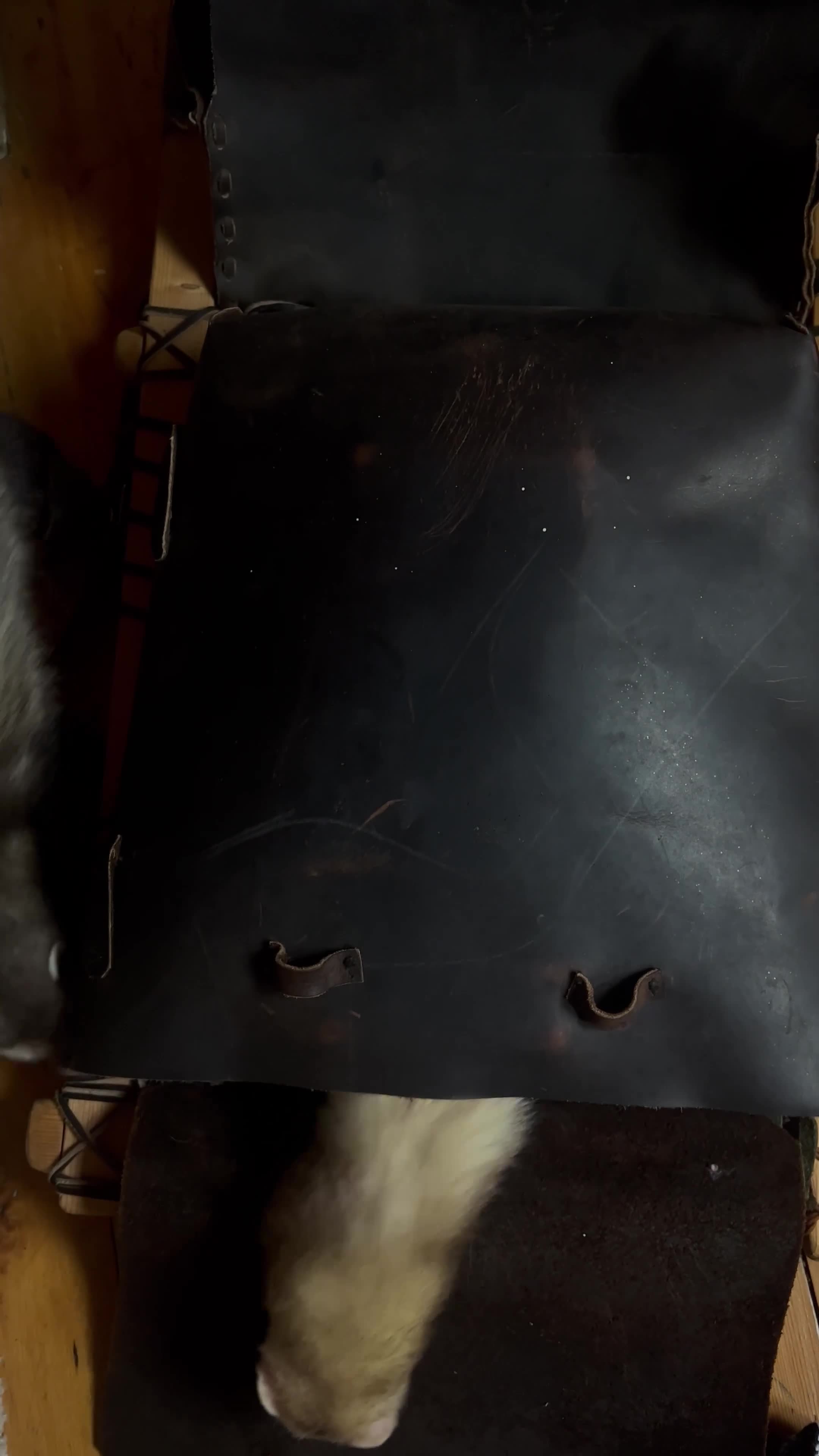 Ferret rodents for sale: 2 Jills to rehome ! - Video 2